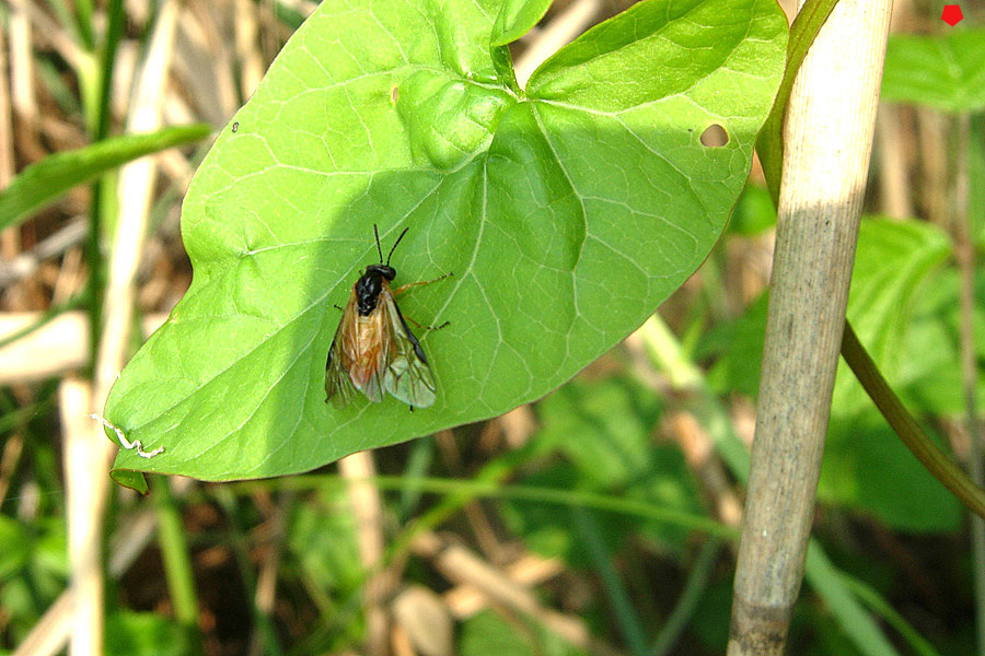 Athalia rosae ?